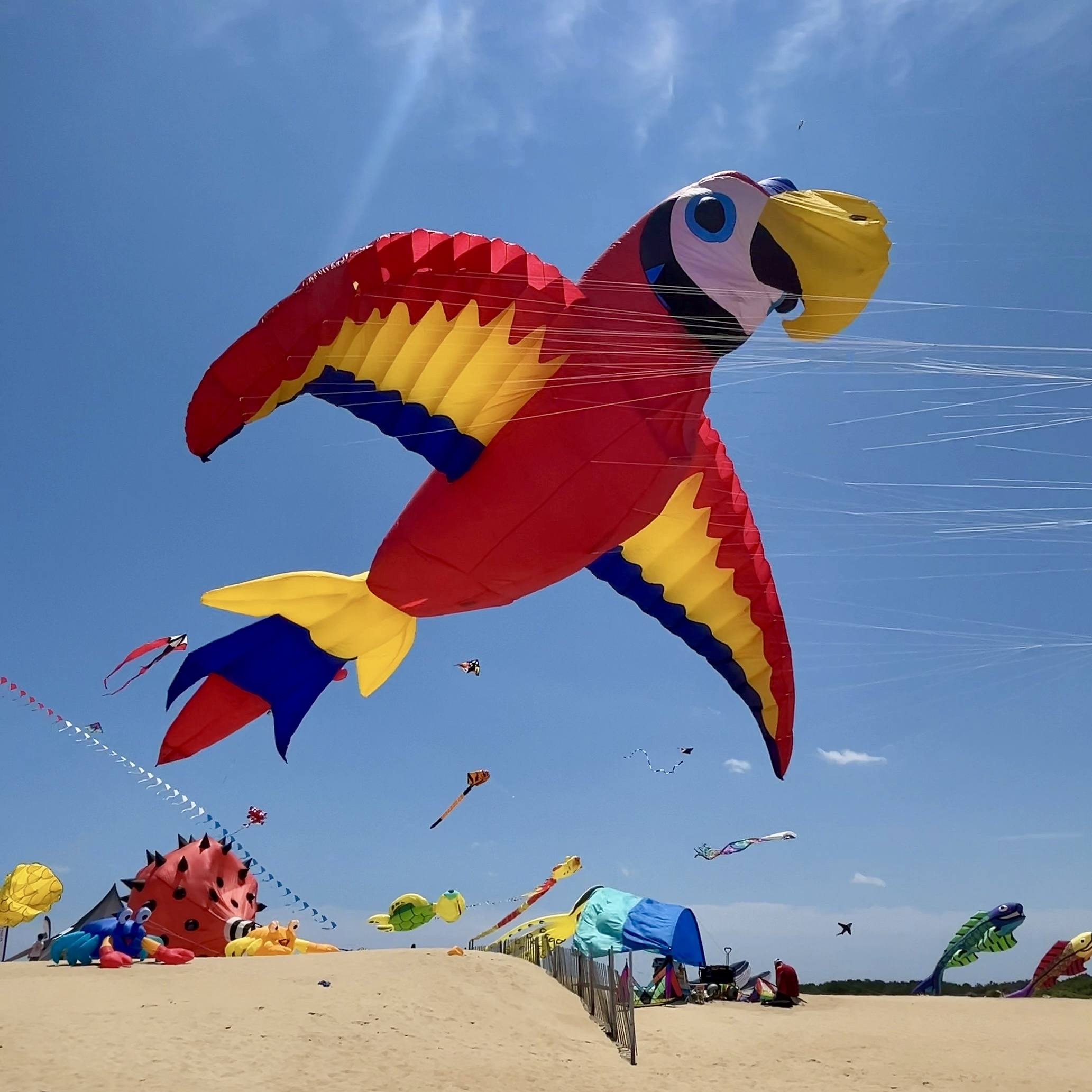 Kites at Jockey's Ridge Large Parrot Kite at Jockey's Ridge