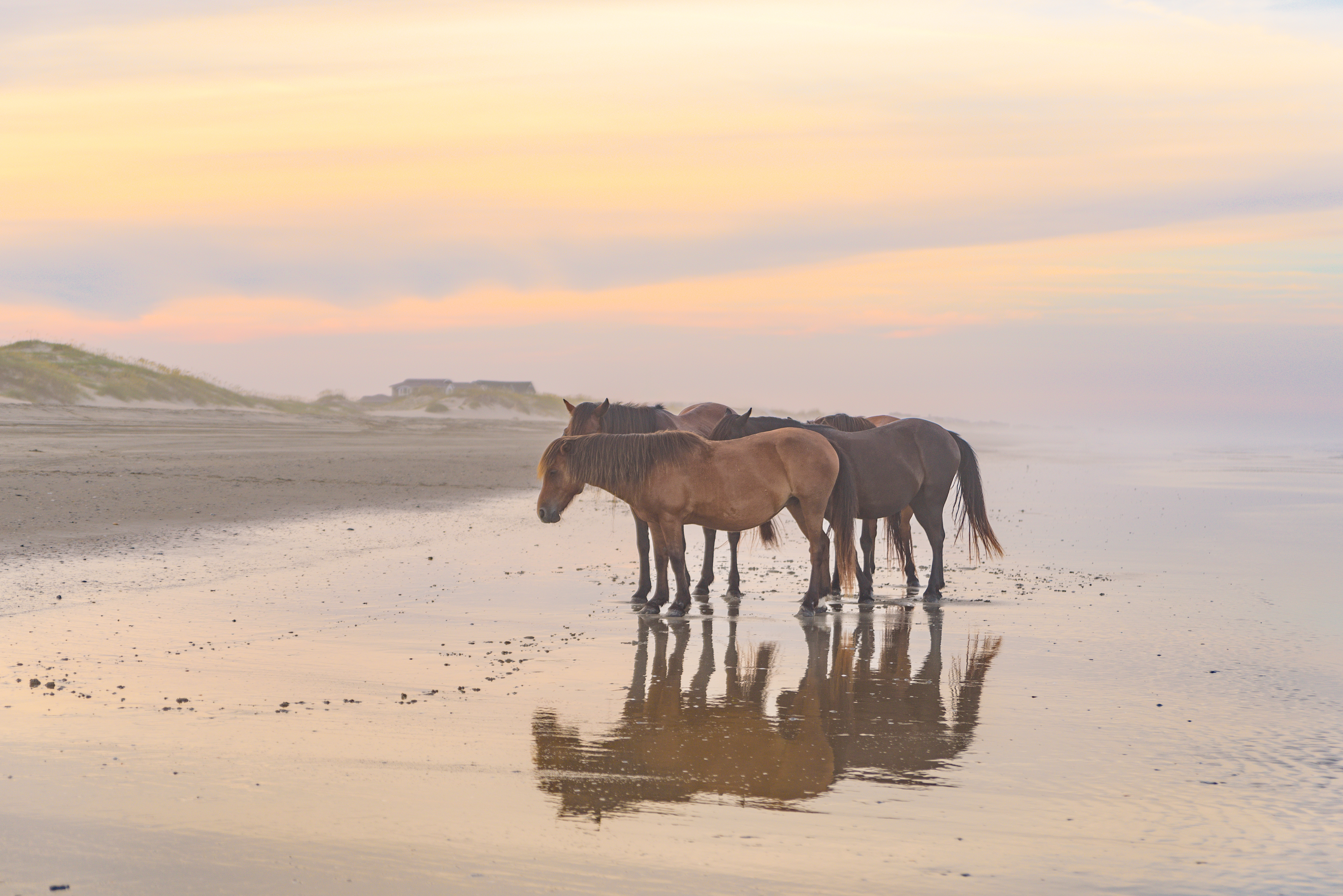 Wild HorsesWild Horses