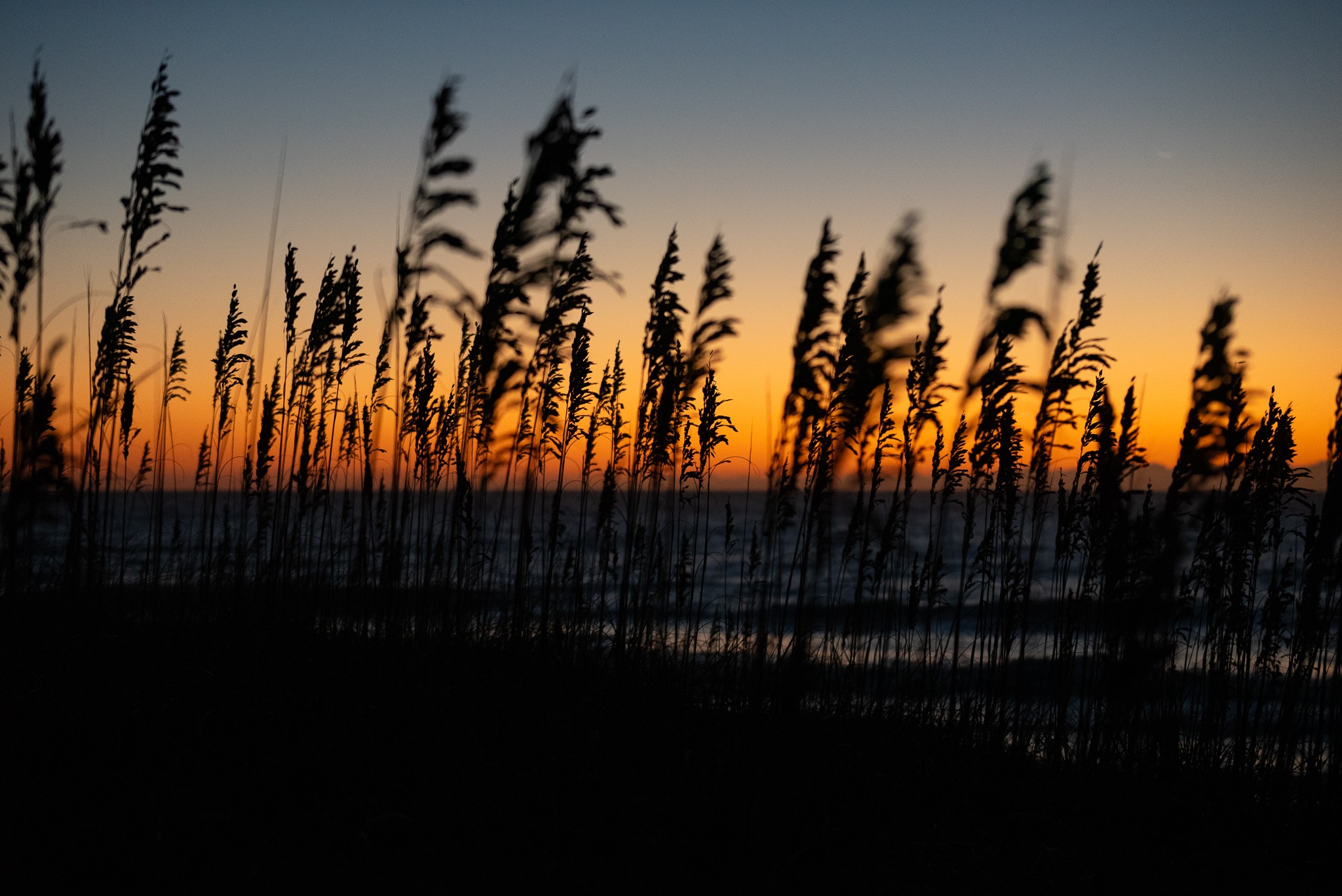 Sunrise and Sea Oats