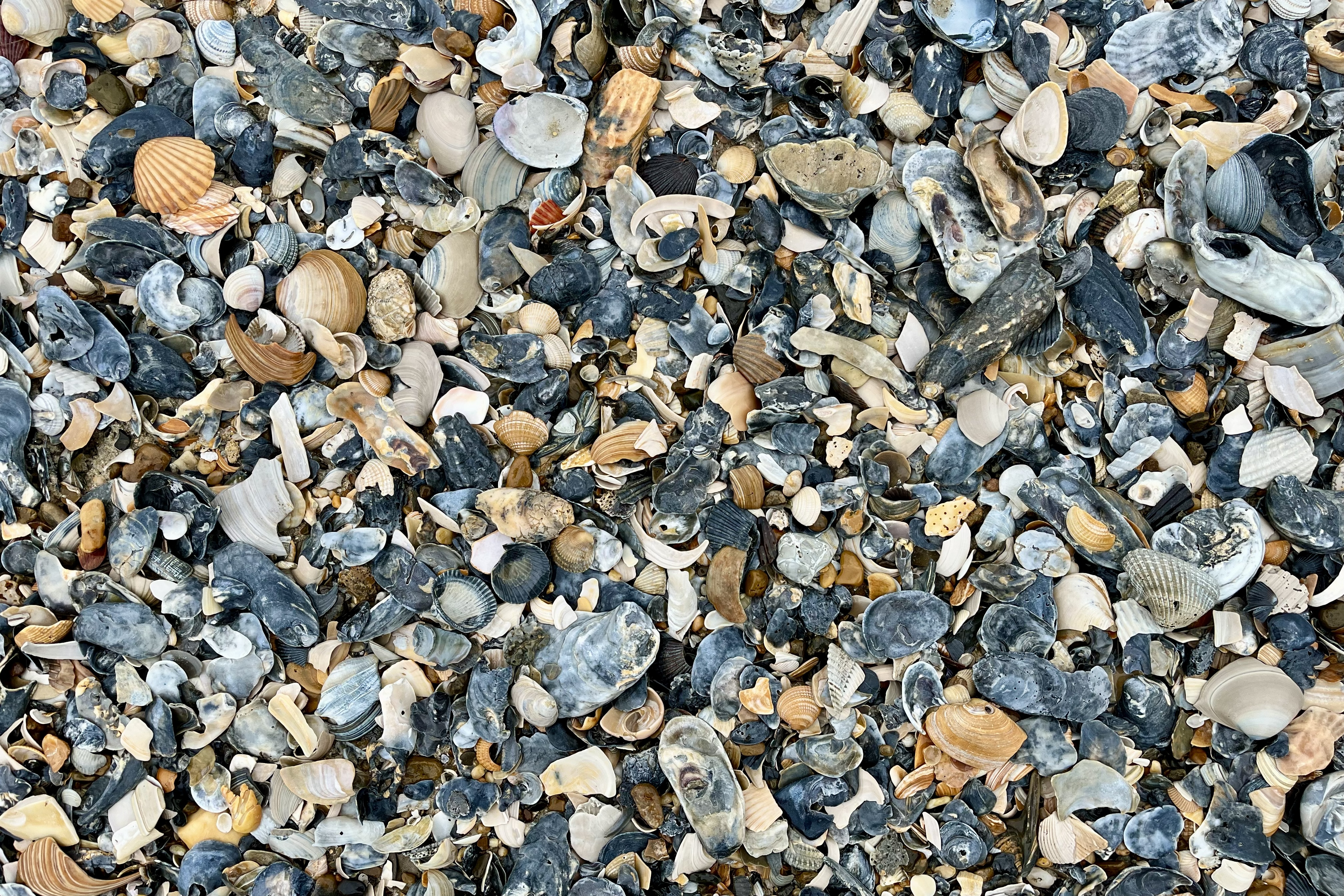 Seashells on the beach
