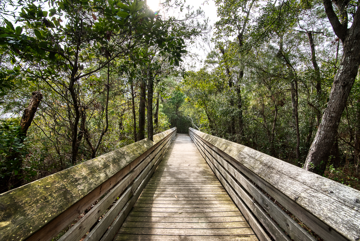 Nags Head Woods