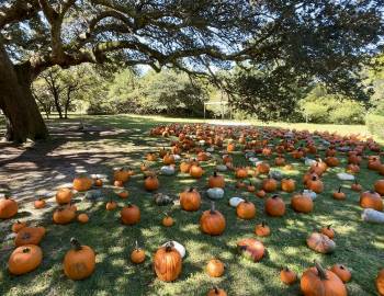 Island Farm on Roanoke Island Island Farm on Roanoke Island