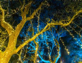 WinterLights WinterLights