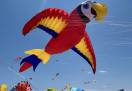 Large Parrot Kite at Jockey's Ridge 