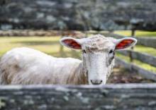 White sheep standing behind a fence