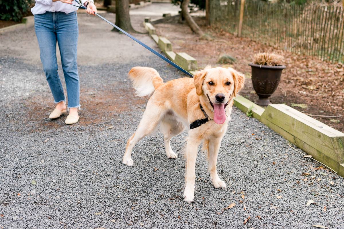 Outer Banks Pet Friendly Rentals