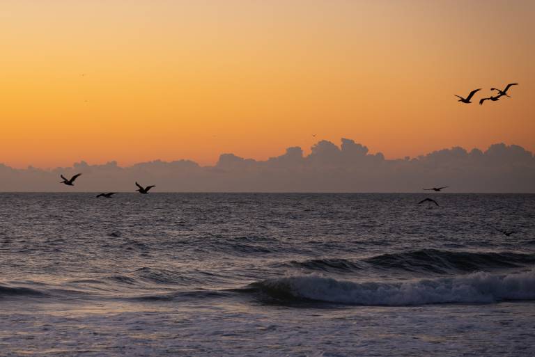Birds over the ocean at sunrise