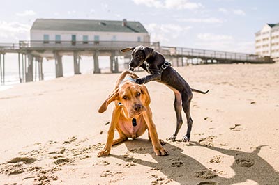 Dogs on the Beach Dogs on the Beach